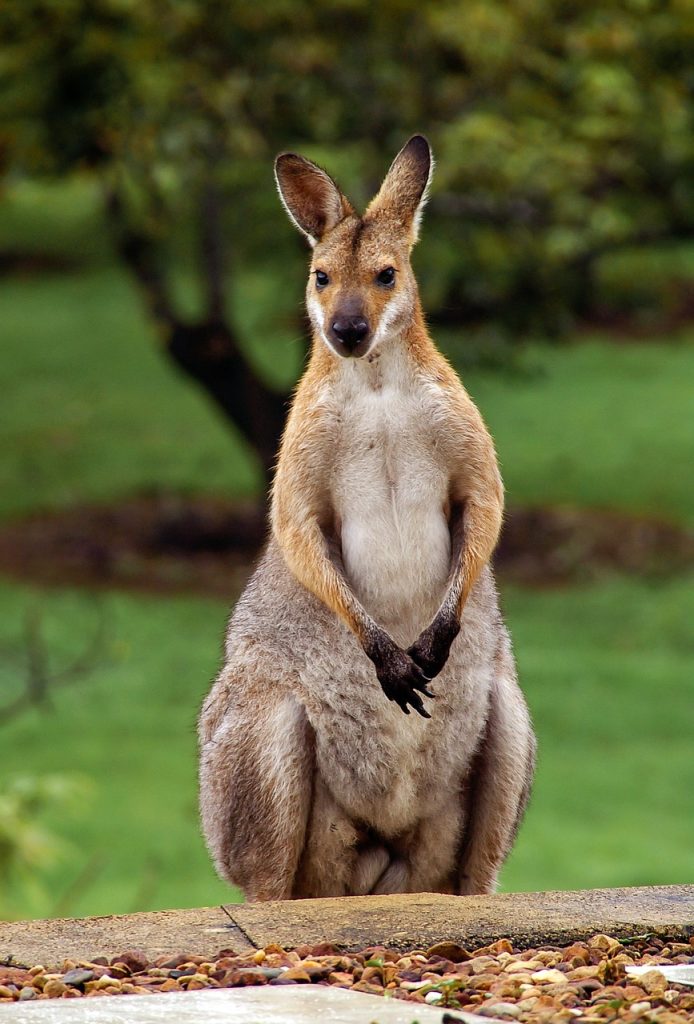Kangourou